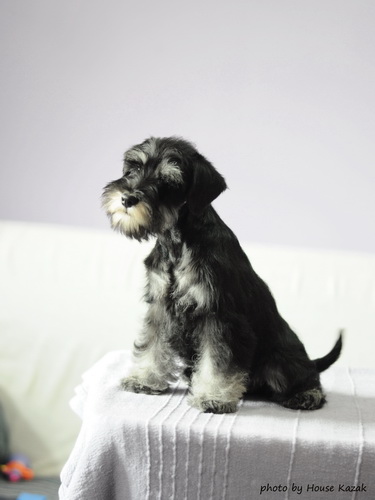 miniature schnauzer patuljasti snaucer