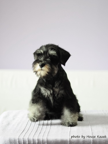 miniature schnauzer patuljasti snaucer