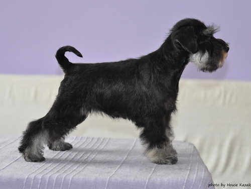 miniature schnauzer patuljasti snaucer