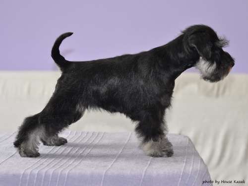 miniature schnauzer patuljasti snaucer