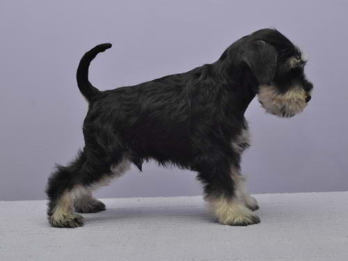 miniature schnauzer patuljasti snaucer