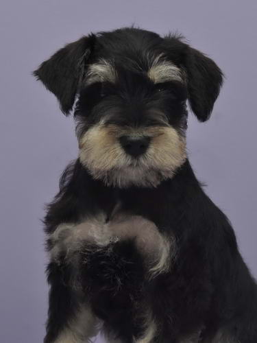 miniature schnauzer patuljasti snaucer