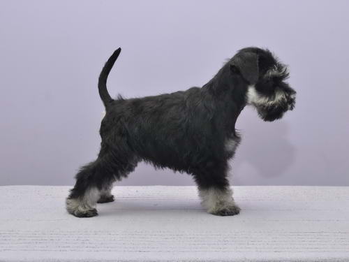 miniature schnauzer patuljasti snaucer