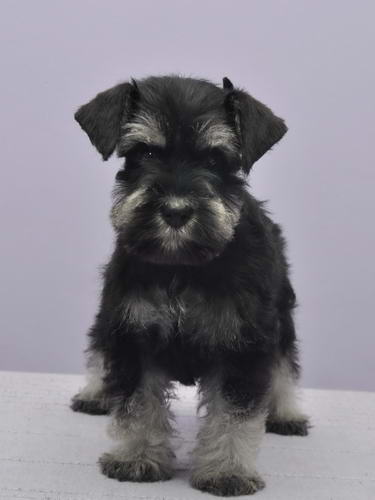 miniature schnauzer patuljasti snaucer