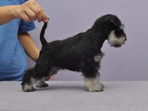miniature schnauzer patuljasti snaucer