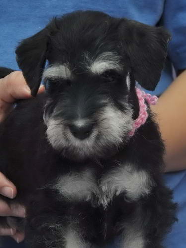 miniature schnauzer patuljasti snaucer
