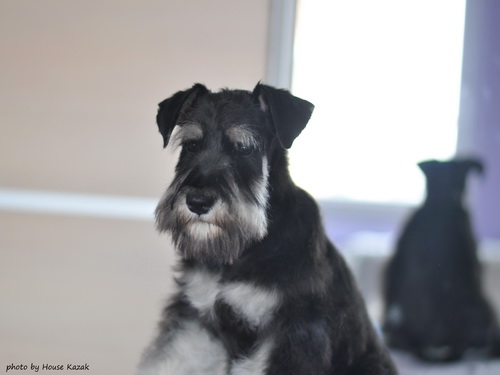 miniature schnauzer patuljasti snaucer