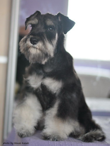 miniature schnauzer patuljasti snaucer