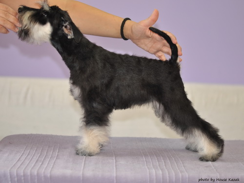 miniature schnauzer patuljasti snaucer