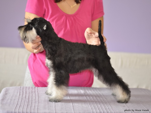 miniature schnauzer patuljasti snaucer