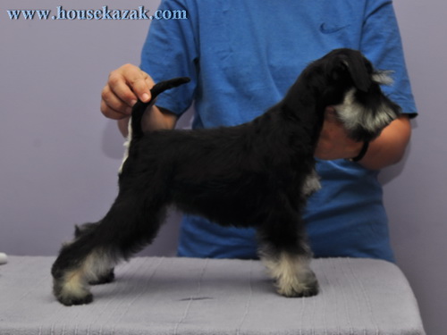 miniature schnauzer patuljasti snaucer