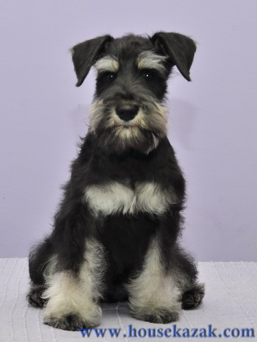 miniature schnauzer patuljasti snaucer