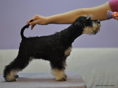 miniature schnauzer patuljasti snaucer