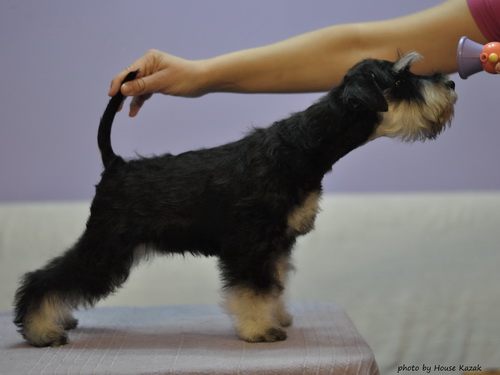 miniature schnauzer patuljasti snaucer