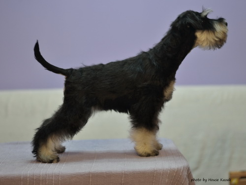 miniature schnauzer patuljasti snaucer