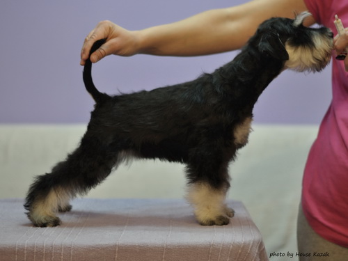 miniature schnauzer patuljasti snaucer