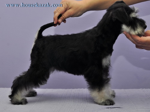 miniature schnauzer patuljasti snaucer
