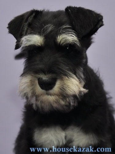 miniature schnauzer patuljasti snaucer