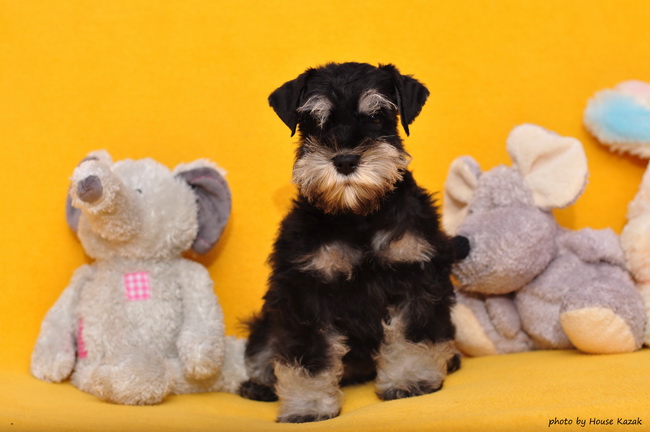 miniature schnauzer patuljasti snaucer