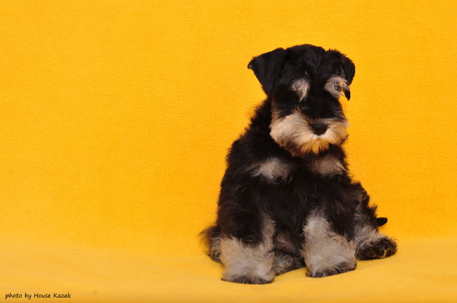 miniature schnauzer patuljasti snaucer