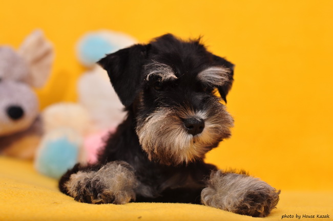 miniature schnauzer patuljasti snaucer