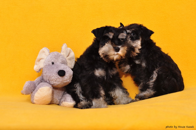 miniature schnauzer patuljasti snaucer