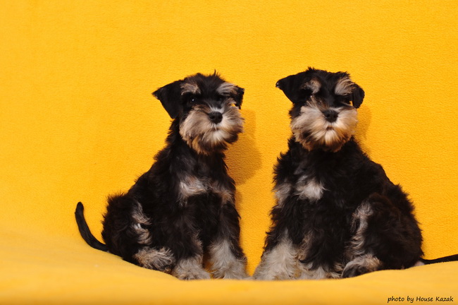 miniature schnauzer patuljasti snaucer