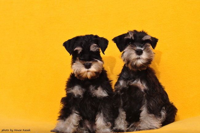 miniature schnauzer patuljasti snaucer