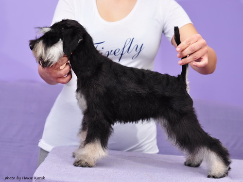 miniature schnauzer patuljasti snaucer