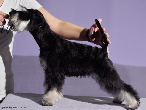 miniature schnauzer patuljasti snaucer