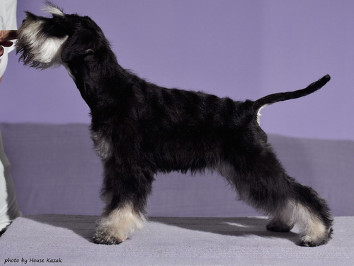 miniature schnauzer patuljasti snaucer