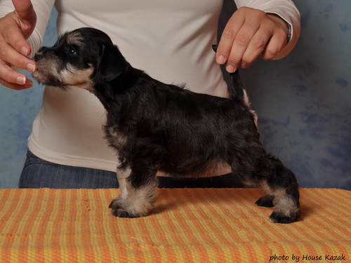 miniature schnauzer patuljasti snaucer