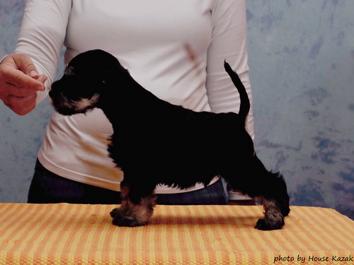 miniature schnauzer patuljasti snaucer