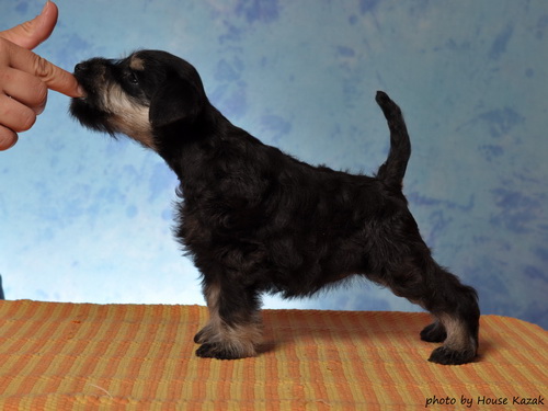 miniature schnauzer patuljasti snaucer