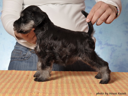 miniature schnauzer patuljasti snaucer