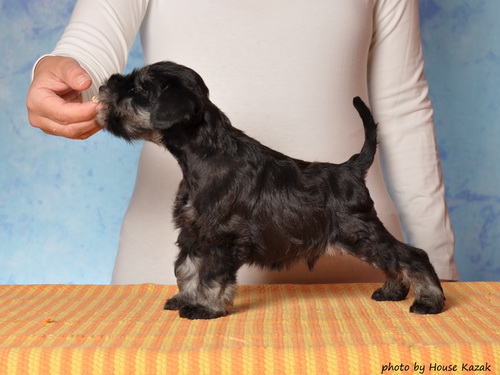 miniature schnauzer patuljasti snaucer
