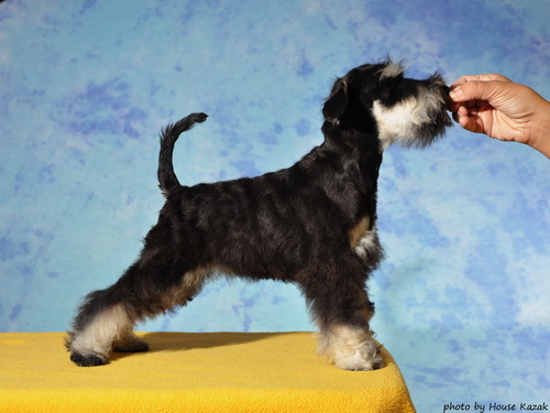 miniature schnauzer patuljasti snaucer