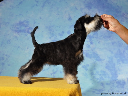 miniature schnauzer patuljasti snaucer
