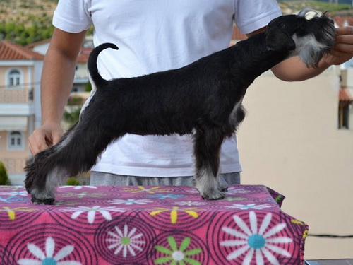 miniature schnauzer patuljasti snaucer