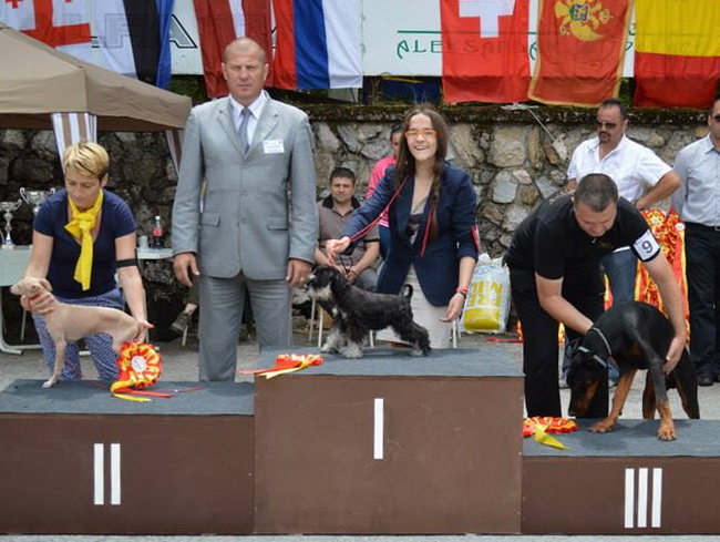 miniature schnauzer patuljasti snaucer