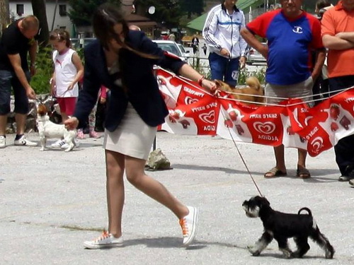 miniature schnauzer patuljasti snaucer