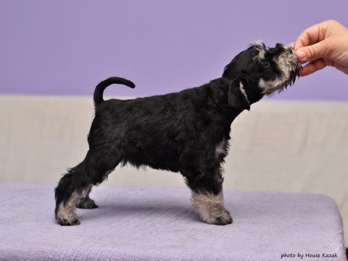 miniature schnauzer patuljasti snaucer