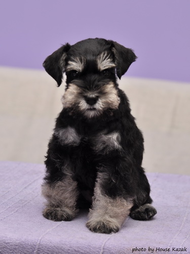 miniature schnauzer patuljasti snaucer