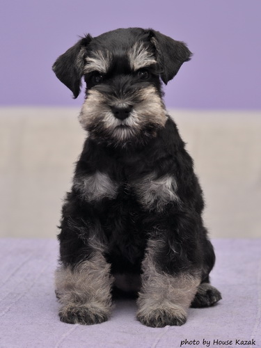miniature schnauzer patuljasti snaucer