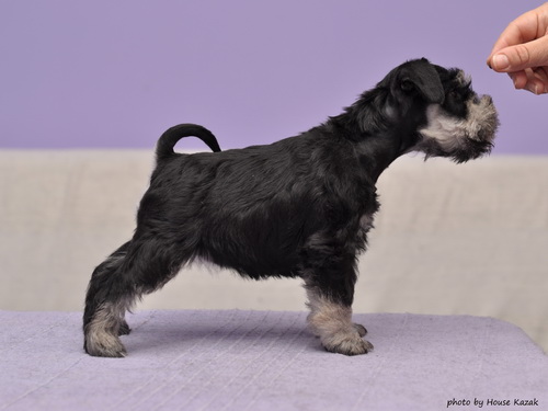 miniature schnauzer patuljasti snaucer