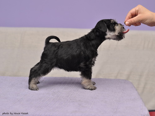 miniature schnauzer patuljasti snaucer