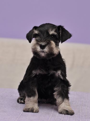 miniature schnauzer patuljasti snaucer