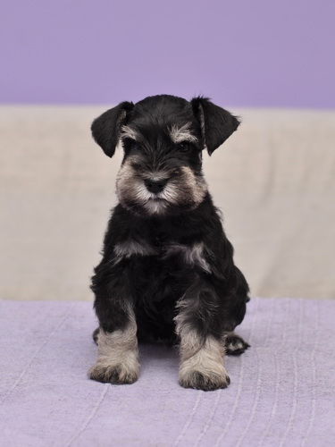 miniature schnauzer patuljasti snaucer