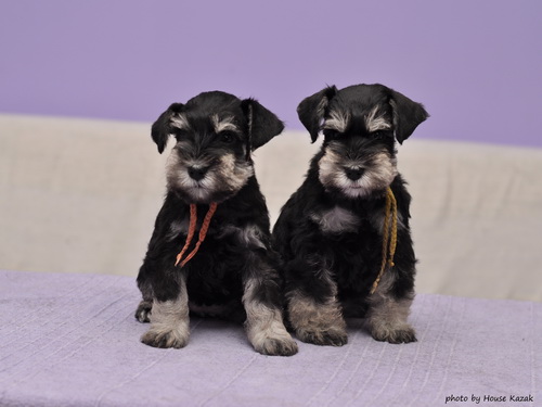miniature schnauzer patuljasti snaucer