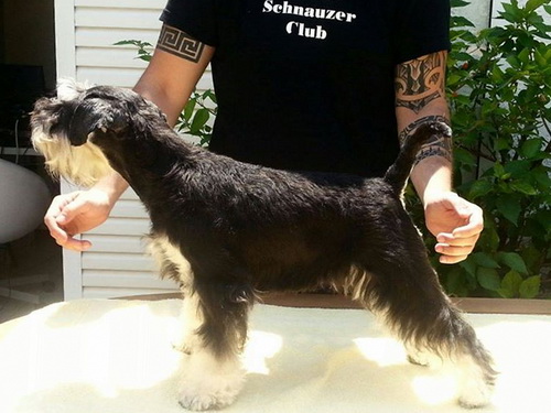 miniature schnauzer patuljasti snaucer